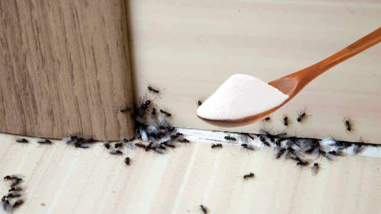 Repousser les fourmis avec cet ingrédient naturel de votre cuisine 1