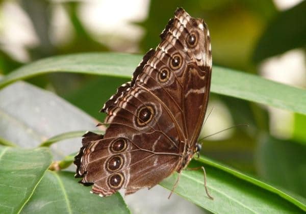 Papillon Marron : Signification Spirituelle & Symbolique 1