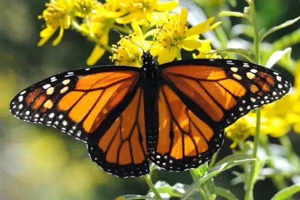 Papillon Marron : Signification Spirituelle & Symbolique 3