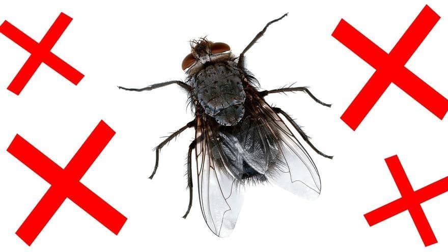 Pièges à mouches maison : Astuces infaillibles pour une maison sans mouches 7
