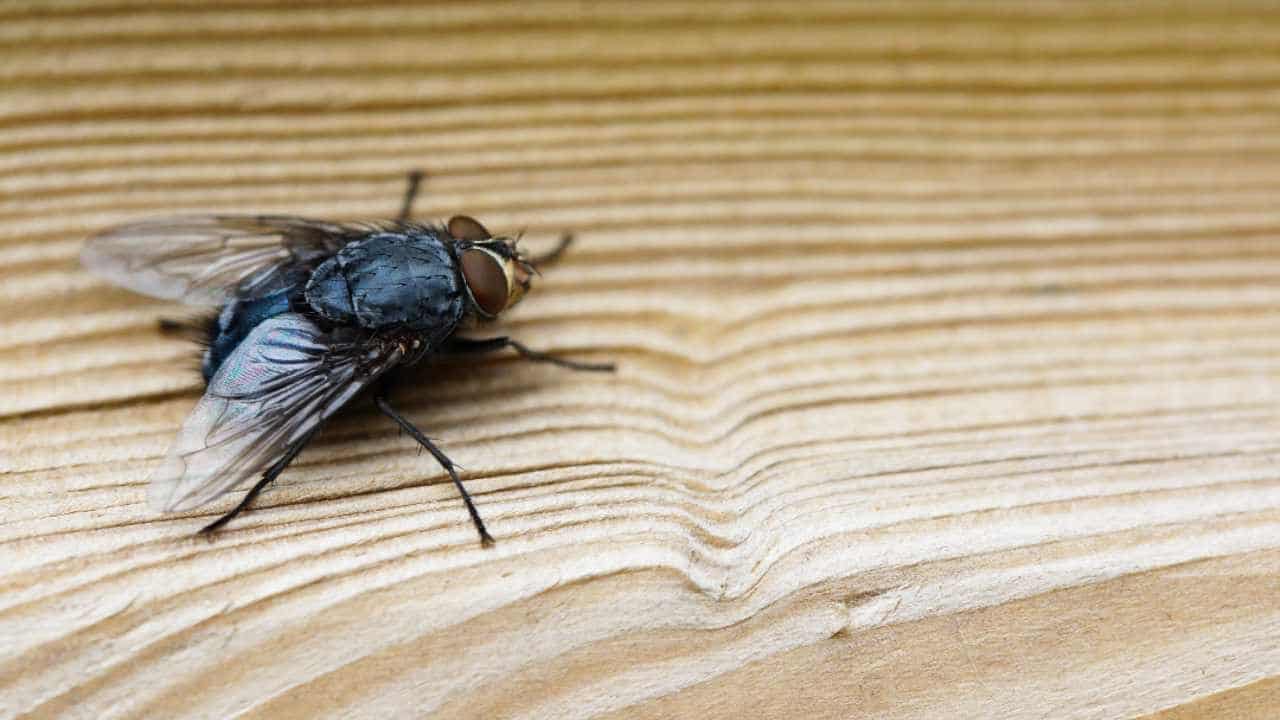 Pièges à mouches maison : Astuces infaillibles pour une maison sans mouches 8