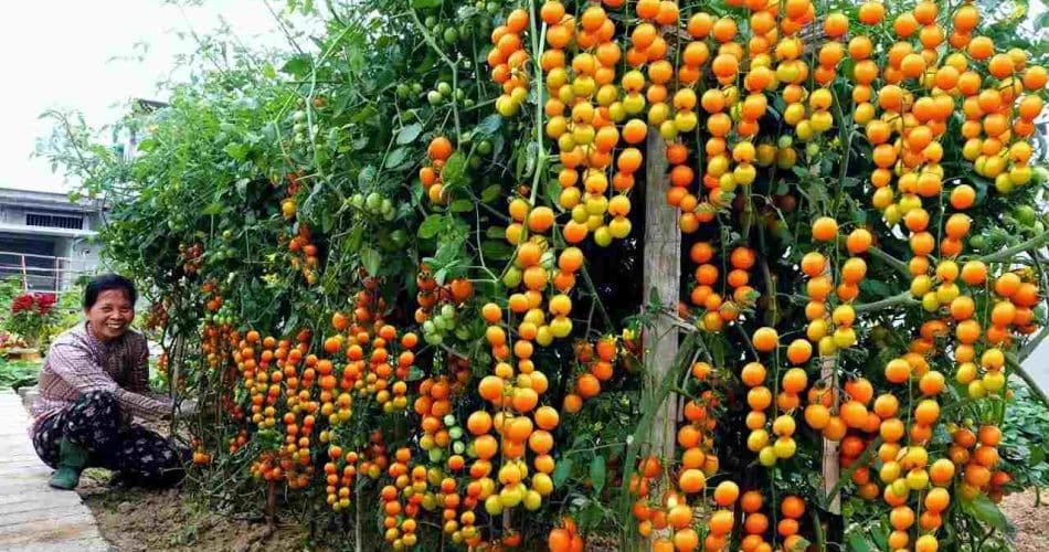 Potager : une méthode ancestrale pour une récolte abondante de tomates 2
