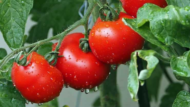 Potager : une méthode ancestrale pour une récolte abondante de tomates 3