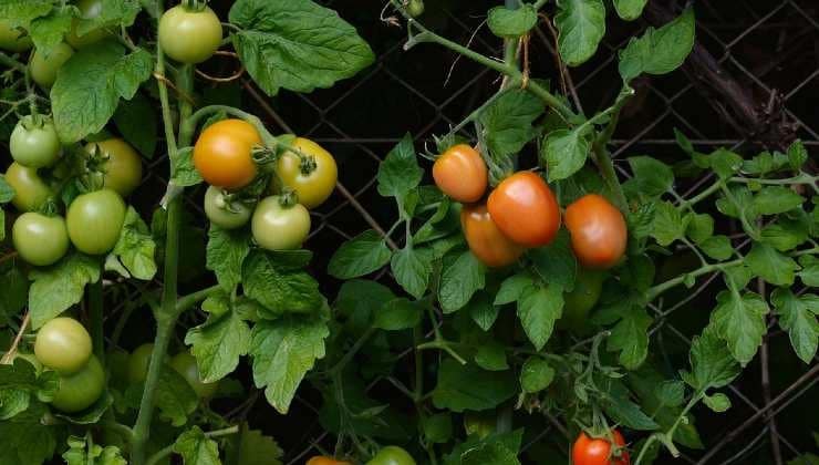 Potager : une méthode ancestrale pour une récolte abondante de tomates 4
