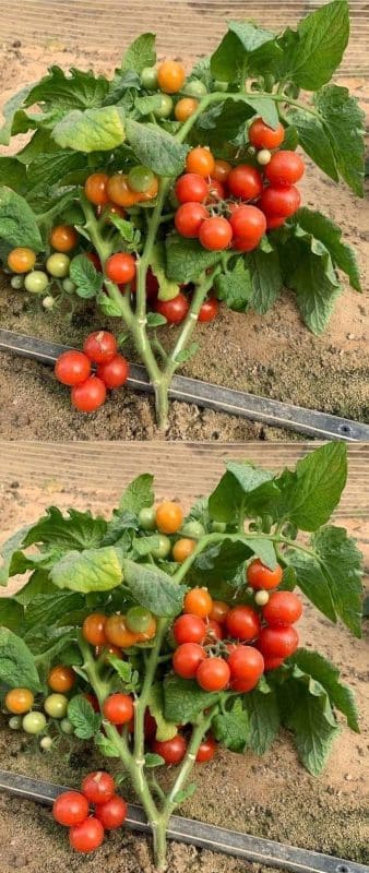 Potager : une méthode ancestrale pour une récolte abondante de tomates 1
