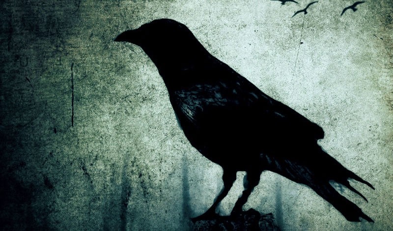 Voir un Corbeau : Découvrez la Signification Spirituelle