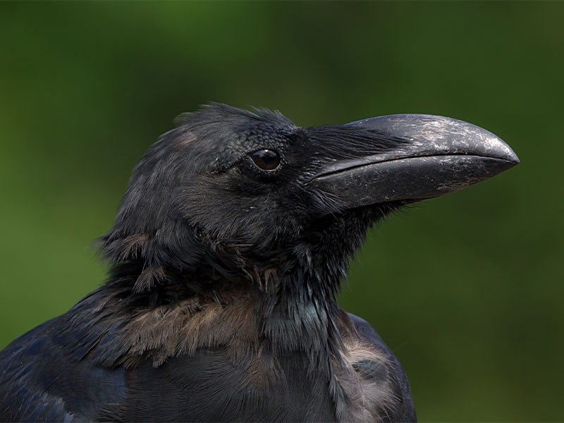 Voir Un Corbeau En Vrai Signification