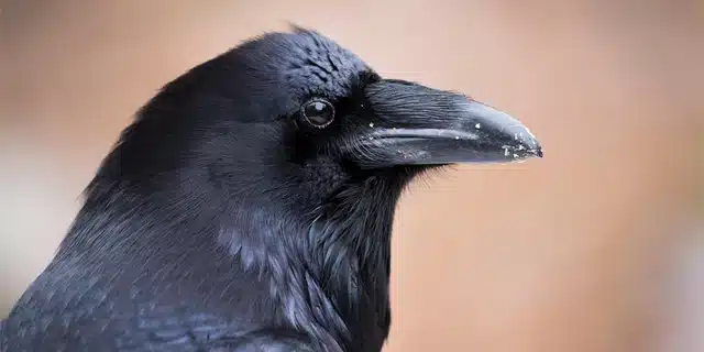 Voir Un Corbeau : La Vraie Signification Spirituelle