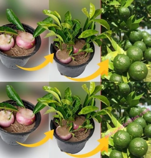Cultivez vos Citrons Toute l'Année : Méthode Infaillible et Durable 2