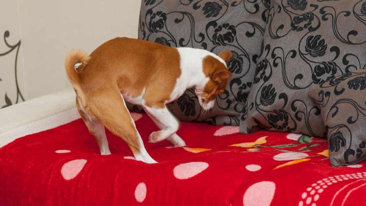 Pourquoi mon chien creuse-t-il sur le lit ou le canapé ? Voici la réponse apportée par les experts 1