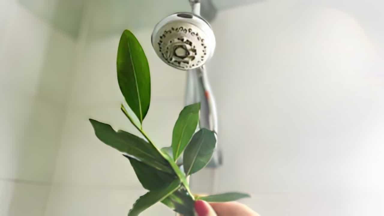 Adieu les mauvaises odeurs de la douche avec la méthode des feuilles : résolvez le problème immédiatement 1