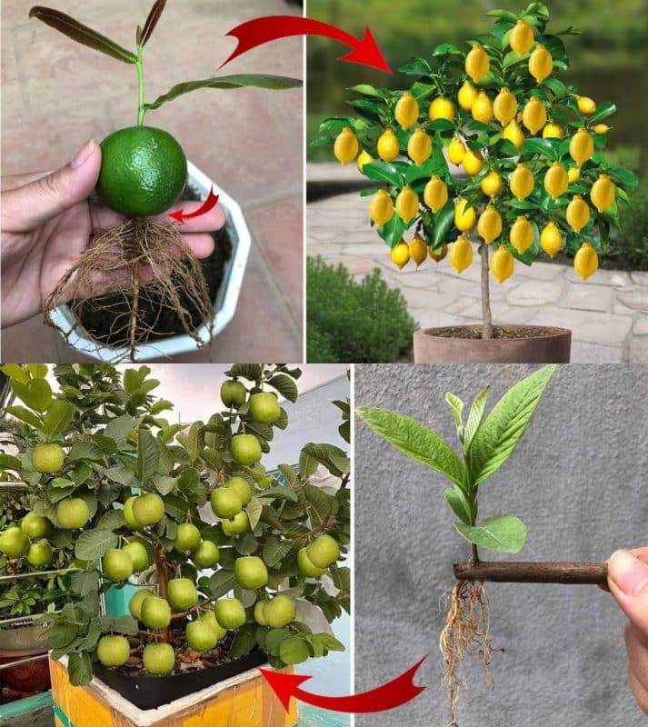 Cultivez des citrons toute l'année : La méthode infaillible dévoilée ! 1
