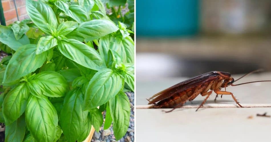 5 plantes efficaces contre les insectes nuisibles anti-fourmis, cafards et mouches 1