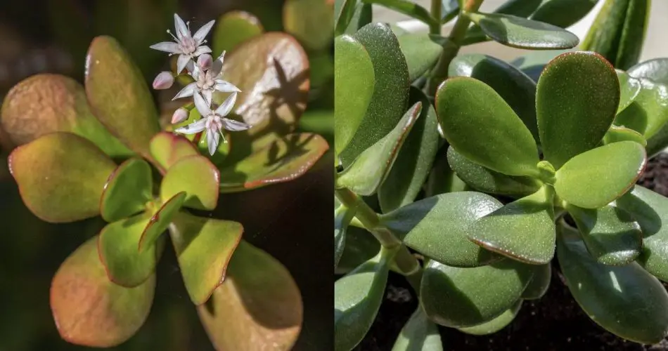 Comment Cultiver et Faire Éclore la Fleur de l'Arbre de Jade 1