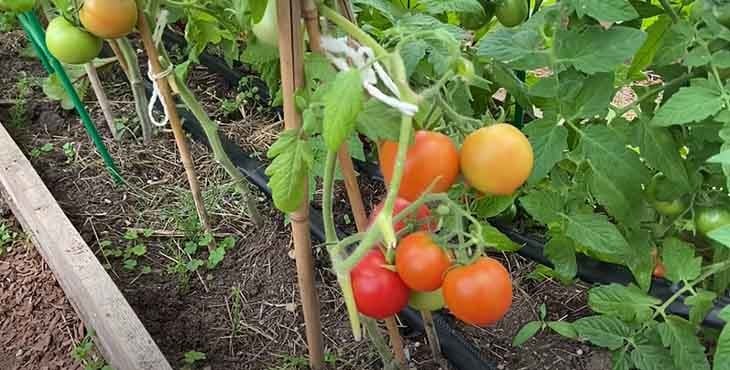 Boosteur naturel pour la croissance rapide des tomates 2