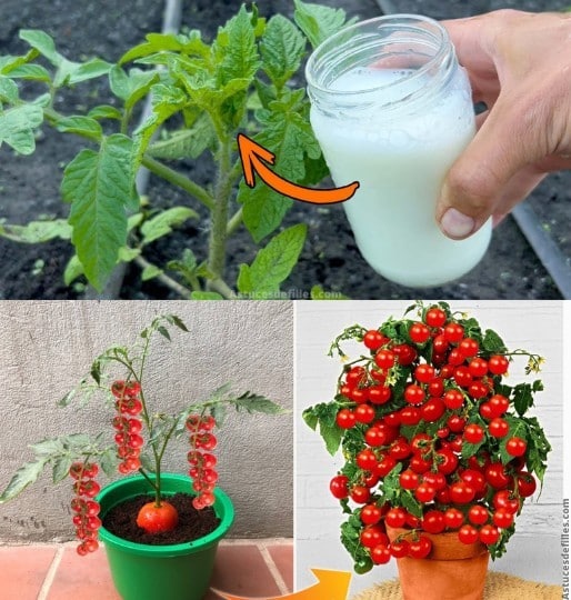Boosteur naturel pour la croissance rapide des tomates 1
