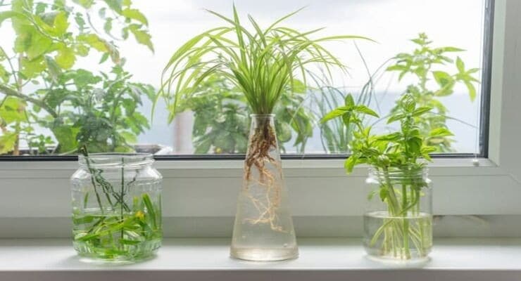 Sauvetage des plantes : Ressusciter les végétaux abîmés 5