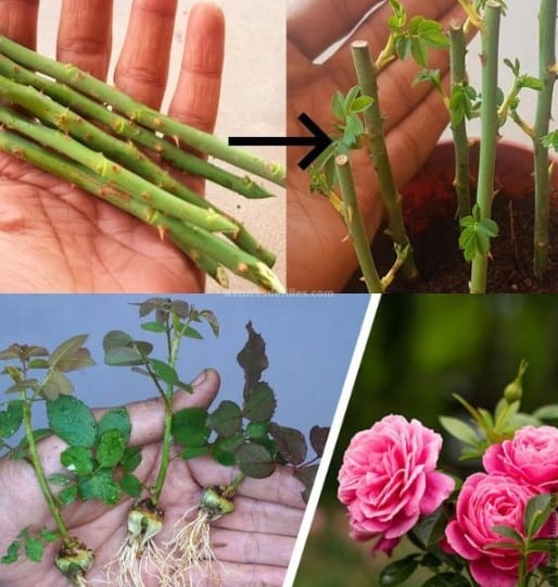 Comment cultiver plusieurs roses à partir d'une seule tige 1