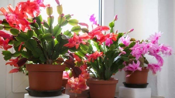 Plante Natalina : Faire fleurir votre beauté naturelle deux fois plus vite ! 3