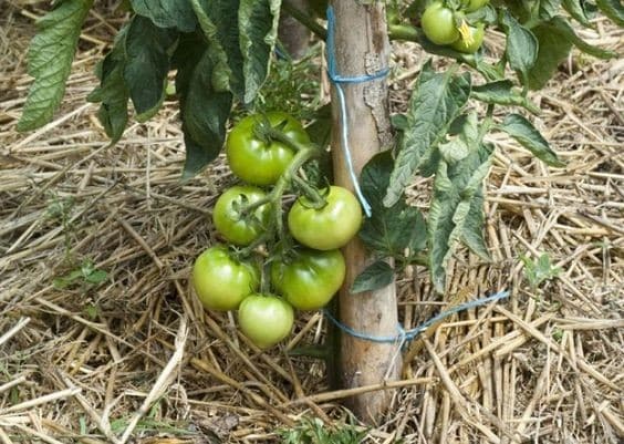 16 Astuces pour réussir la culture des tomates 3