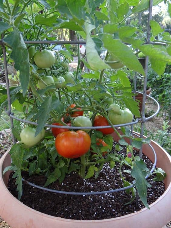 16 Astuces pour réussir la culture des tomates 5