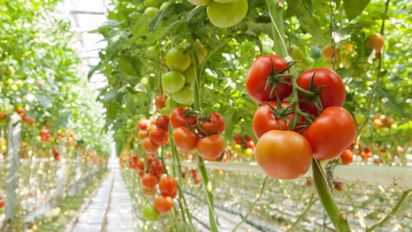 16 Astuces pour réussir la culture des tomates 6