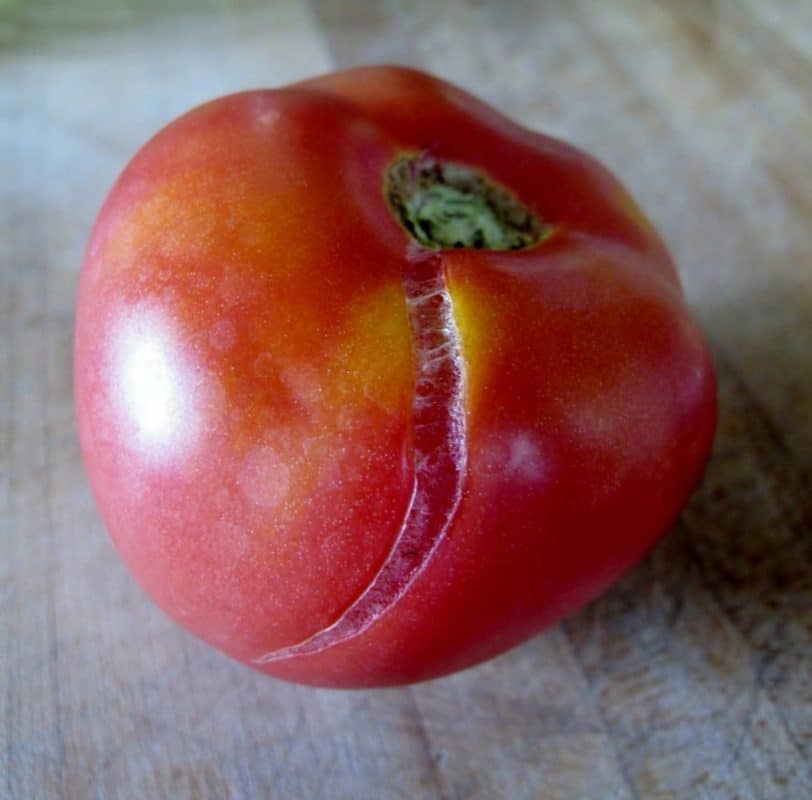 16 Astuces pour réussir la culture des tomates 7