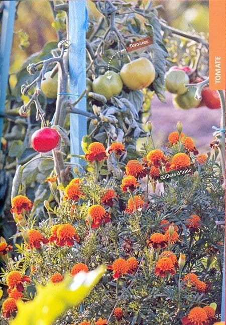 16 Astuces pour réussir la culture des tomates 10