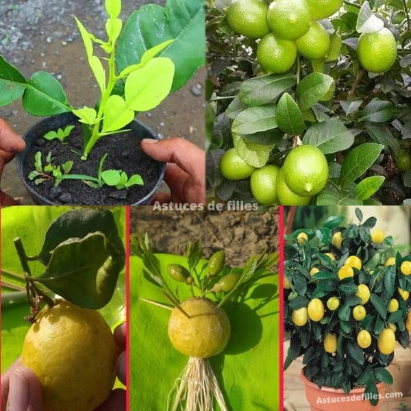 LA technique pour cultiver les citrons facilement 1
