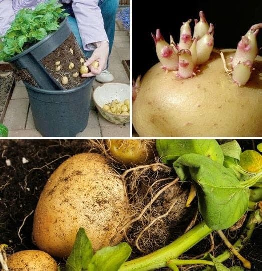 20 Astuces pour faire pousser des pommes de terre en pot 1