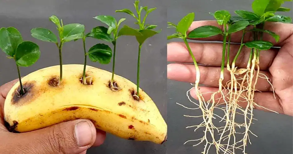Cultivez un Citronnier avec une Banane : L'Astuce Insolite ! 3