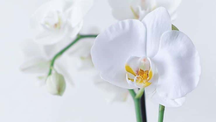 Propagation des Orchidées : Guide Complet pour Faire Pousser Rapidement avec des Brins de Fleurs 2