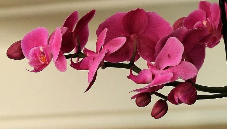 Propagation des Orchidées : Guide Complet pour Faire Pousser Rapidement avec des Brins de Fleurs 3