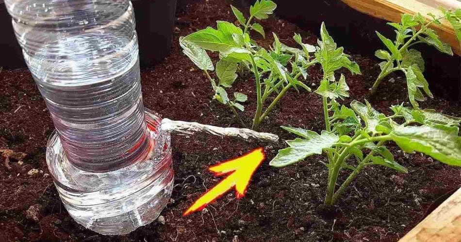 L'art de garder vos plantes hydratées pendant vos absences 1