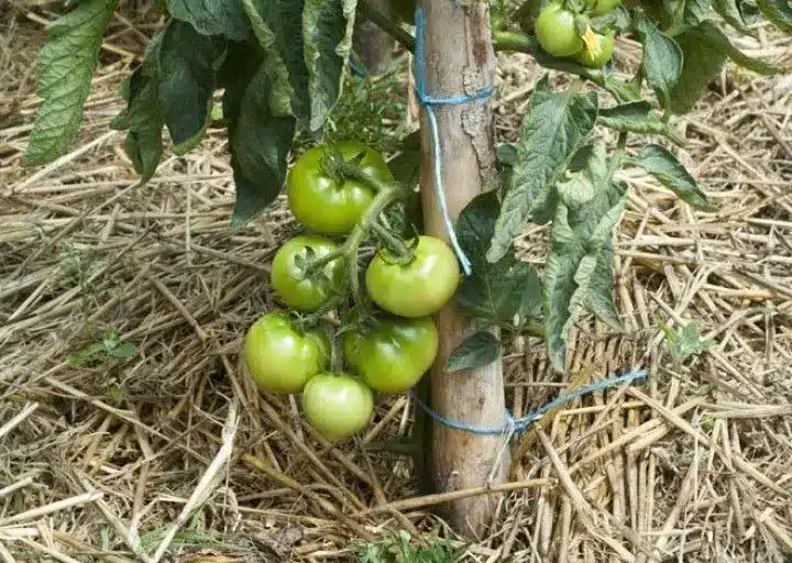 16 Astuces pour réussir la culture des tomates 13