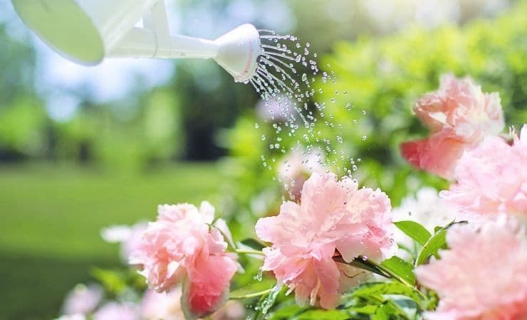 L'art de garder vos plantes hydratées pendant vos absences 3