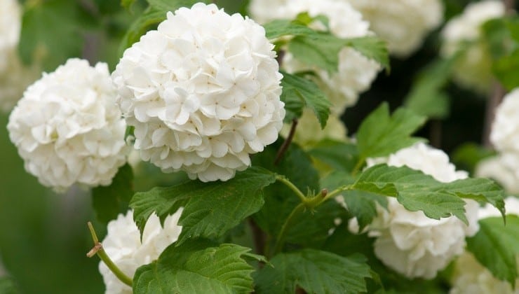 Floraison éblouissante : Secrets de l'entretien hivernal des hortensias 5