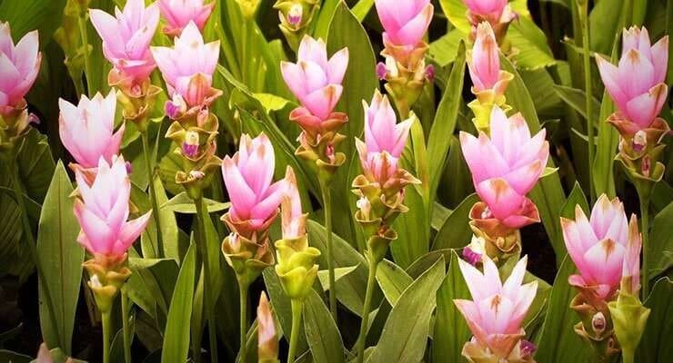 Méthode Naturelle pour une Orchidée Florissante: Le Secret du Riz 3