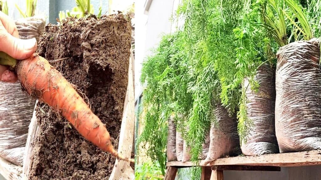 Comment cultiver des carottes en sacs plastiques à domicile : Guide étape par étape 1