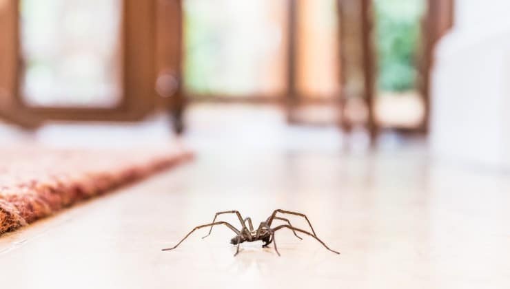Comment éliminer les araignées dans votre maison sans utiliser de produits chimiques 2