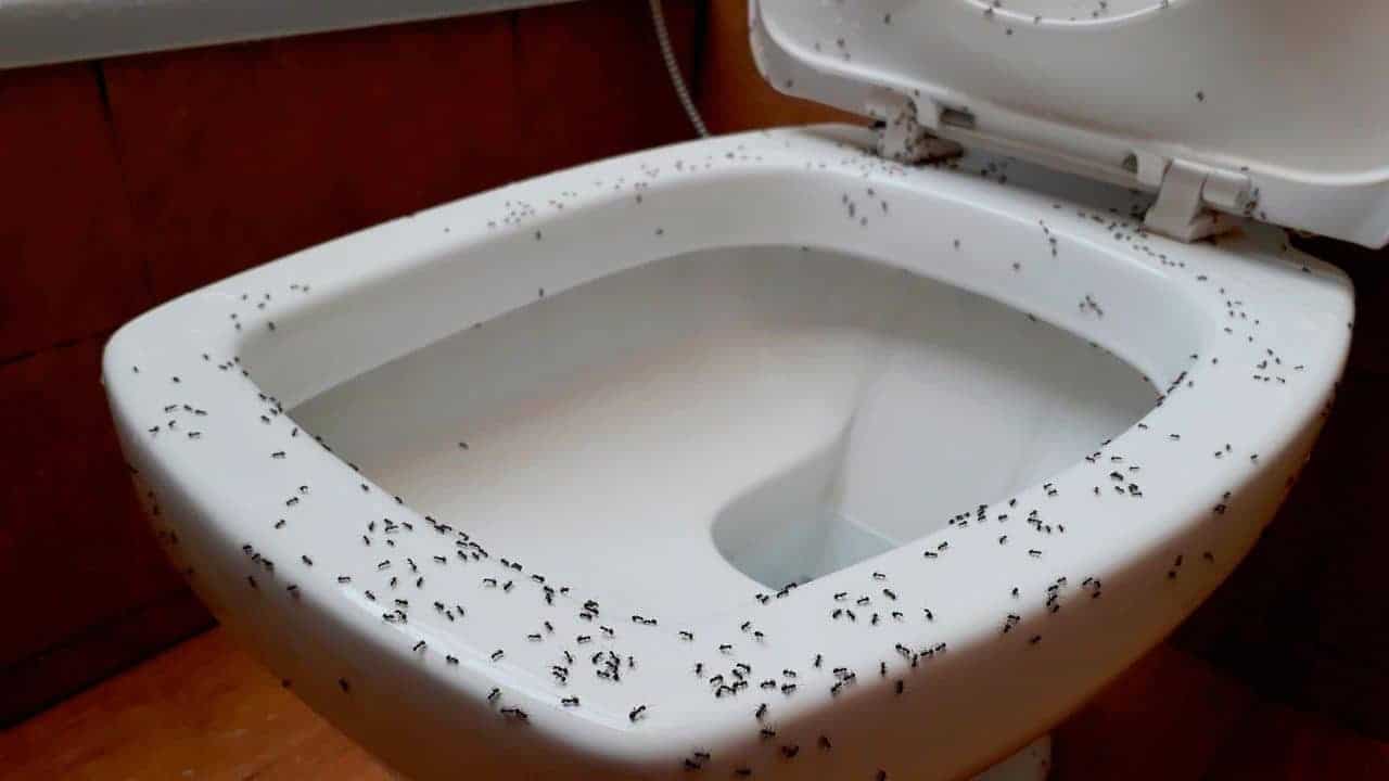 Dites adieux aux fourmis dans la salle de bain de manière naturelle 1