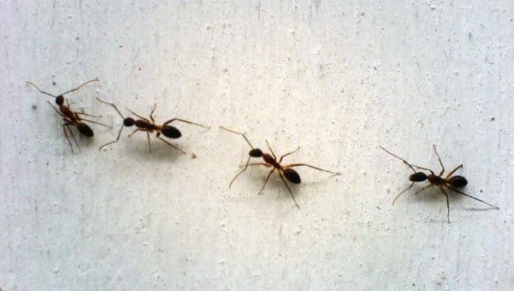 Dites adieux aux fourmis dans la salle de bain de manière naturelle 2