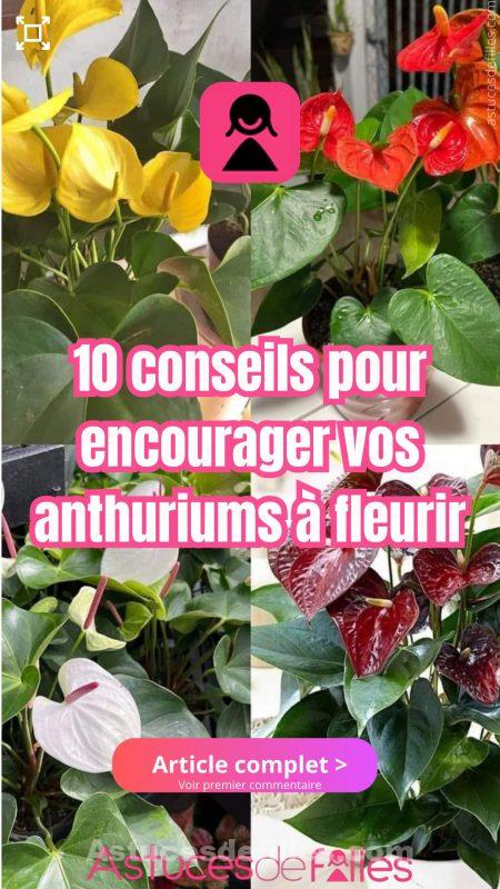 10 conseils pour encourager vos anthuriums à fleurir 3