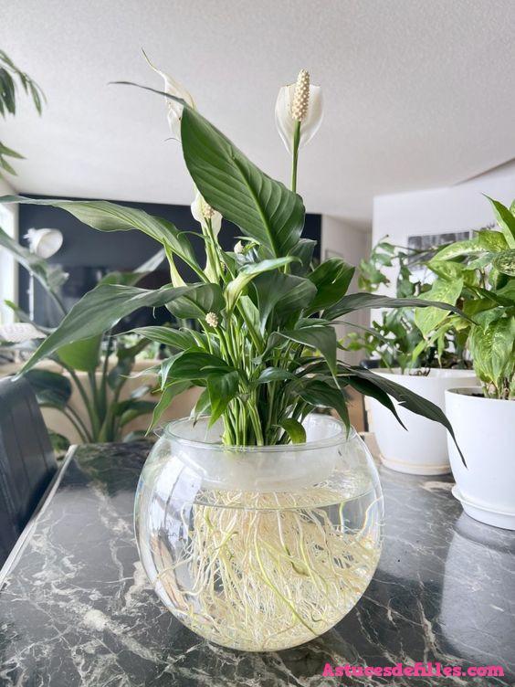 20 façons d'intégrer des plantes aquatiques dans votre décoration intérieure 3