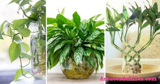 20 façons d'intégrer des plantes aquatiques dans votre décoration intérieure 5