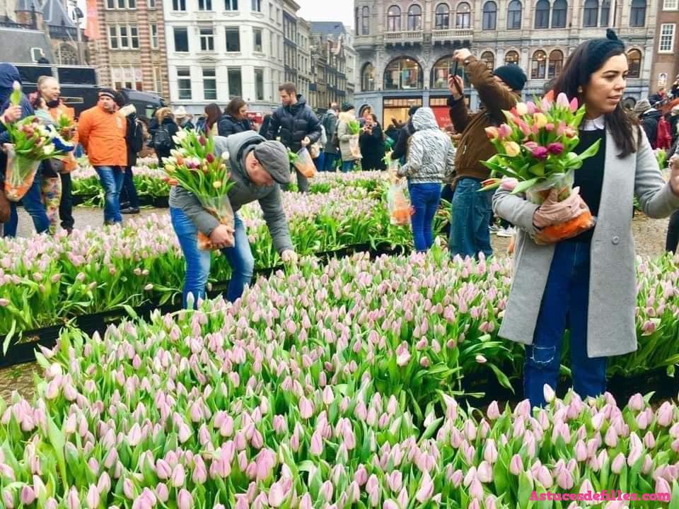Chaque janvier, il y a une journée de tulipes gratuites à Amsterdam 1