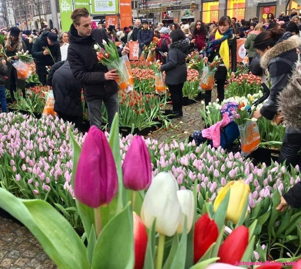 Chaque janvier, il y a une journée de tulipes gratuites à Amsterdam 4