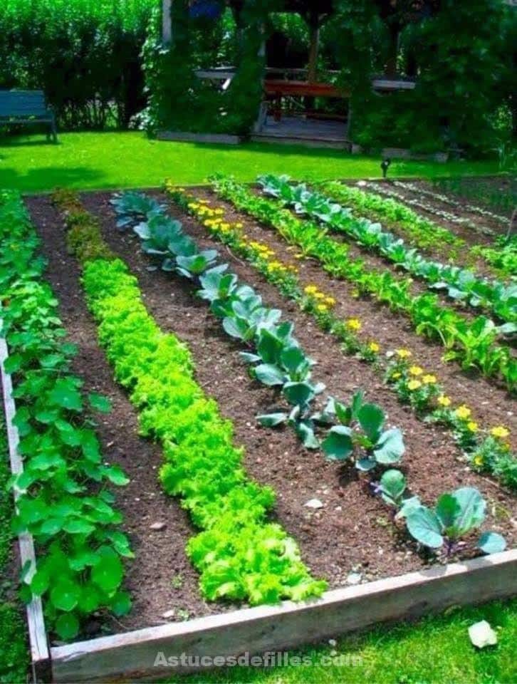 21 idées pour mettre un potager dans votre jardin 6