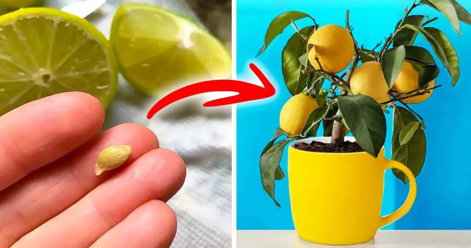 Cultivez votre propre citronnier avec les graines que vous aviez l'intention de jeter 1