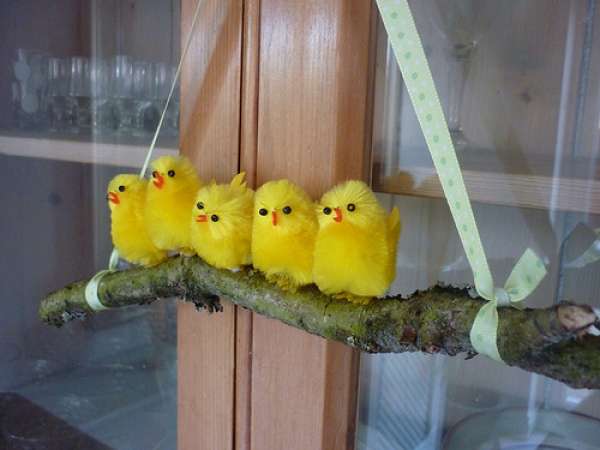 Petits poussins sur une branche suspendue